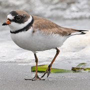 Breeding plumage. Note: orange bill with black tip.