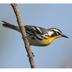 Note: white supercilium, bright yellow throat, and white neck spot.