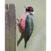 Adult. Note: glossy green back and red face. Adult. Note: glossy green back and red face.