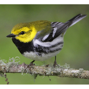 Male. Note: bright green back and bright yellow face.