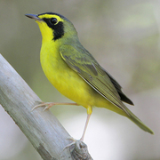 Male. Note: dark auriculars and dusky cap.